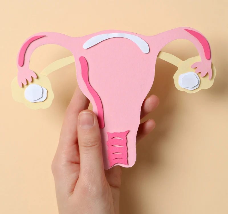 Ovary - Gynecology - Women's Health Services at Vigeo Care Center & Aesthetics in Algonquin Il